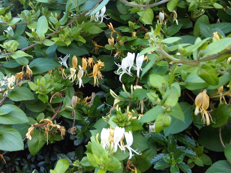 Lonicera japonica, Japanese honeysuckle — climbing semi-evergreen (Caprifoliaceae) (image 9 of 10)