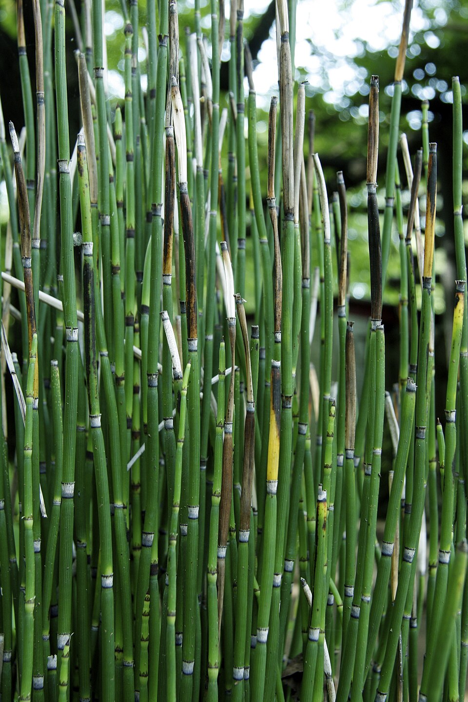 Equisetum hyemale (scouring rush) (alternate view 7)