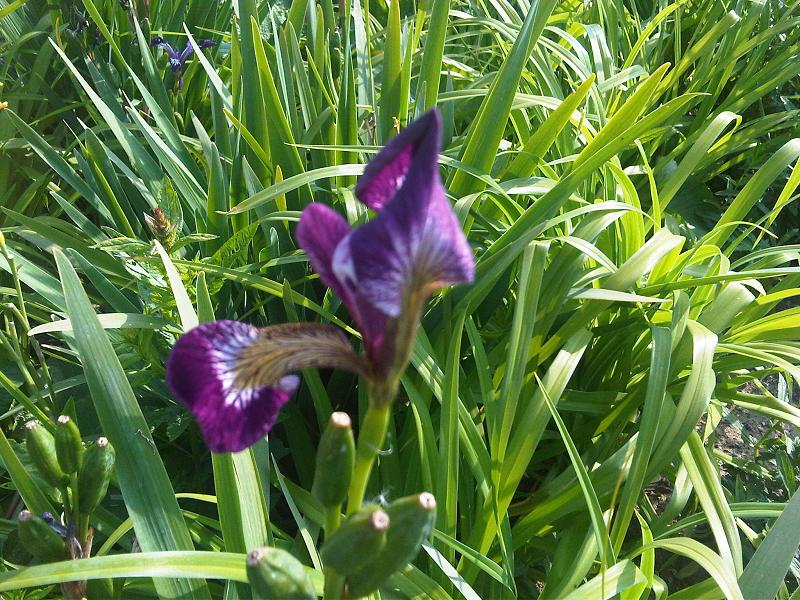 Iris versicolor (northern blue flag)