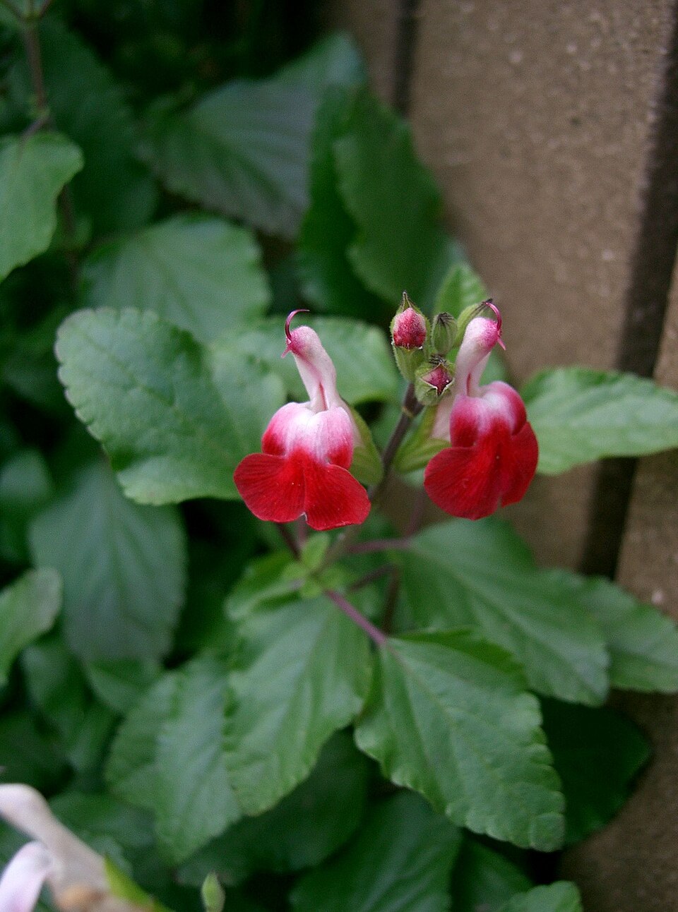 Salvia microphylla 'Hot Lips' (baby sage, Hot Lips) (alternate view 2)