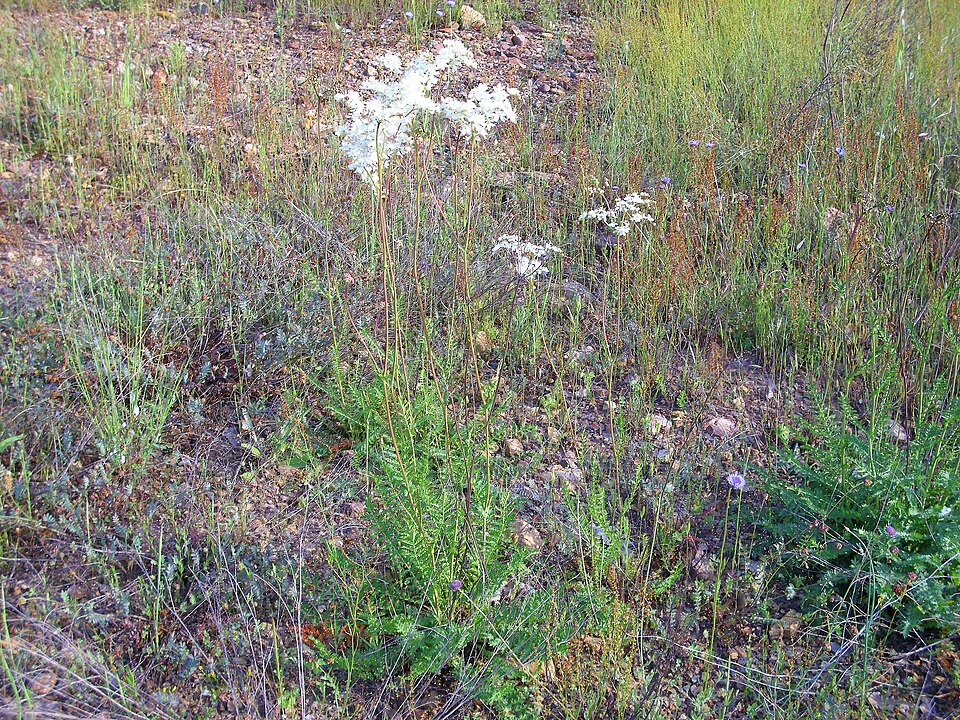 Filipendula vulgaris (Dropwort)
