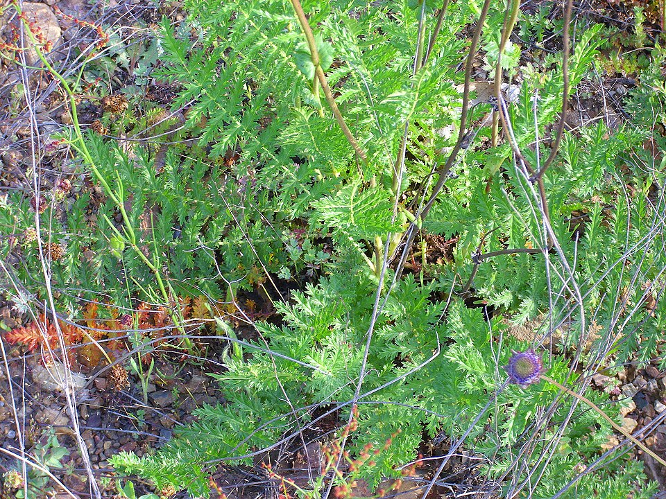 Filipendula vulgaris (Dropwort)