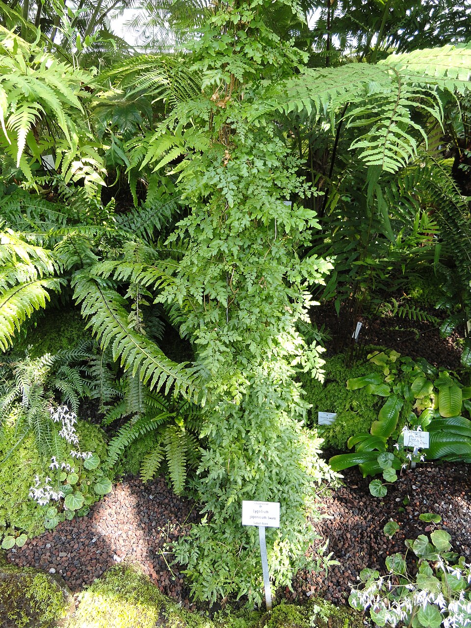 Lygodium japonicum (Japanese climbing fern)