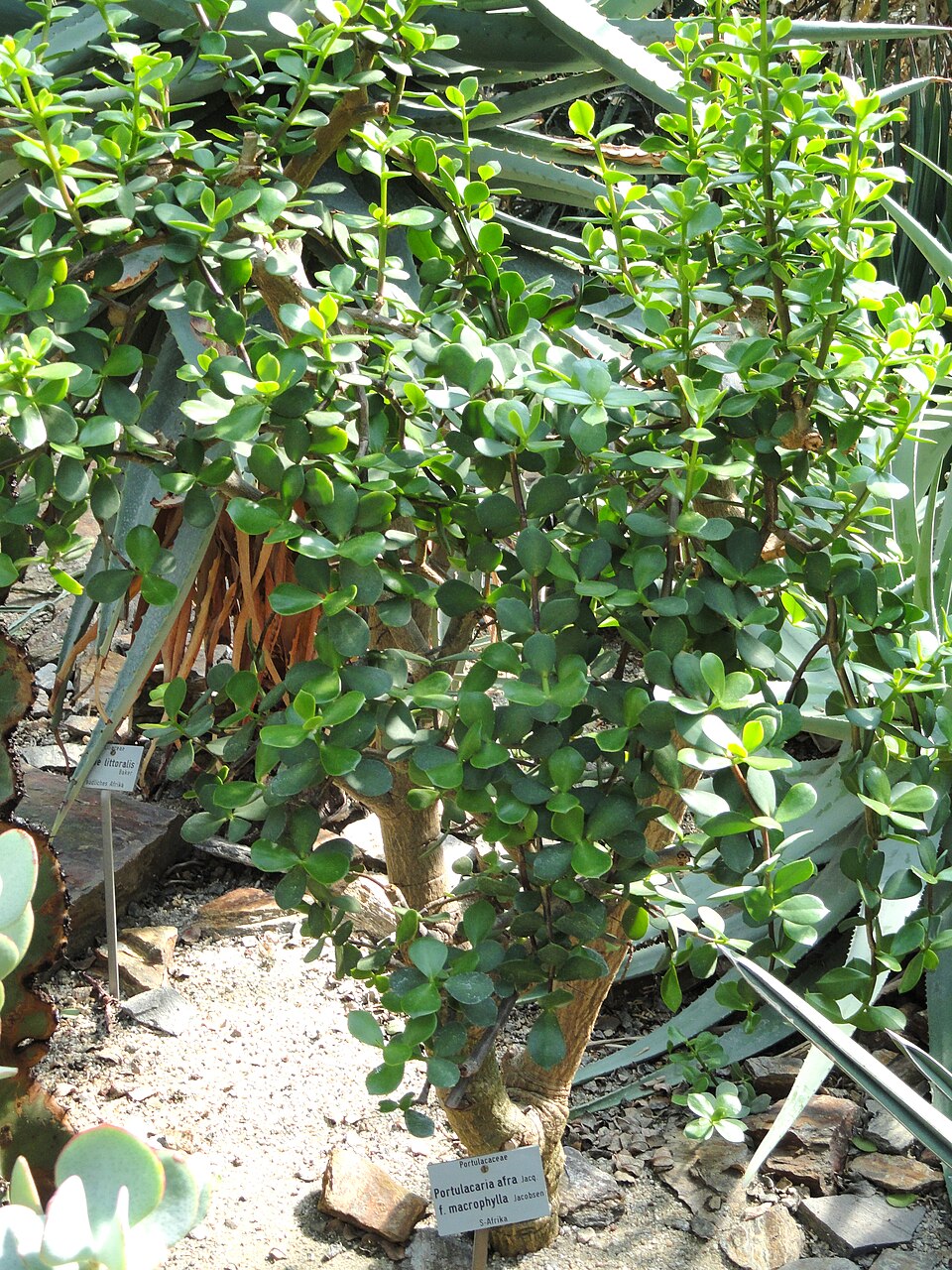 Portulacaria afra (Jade Plant) (alternate view 11)