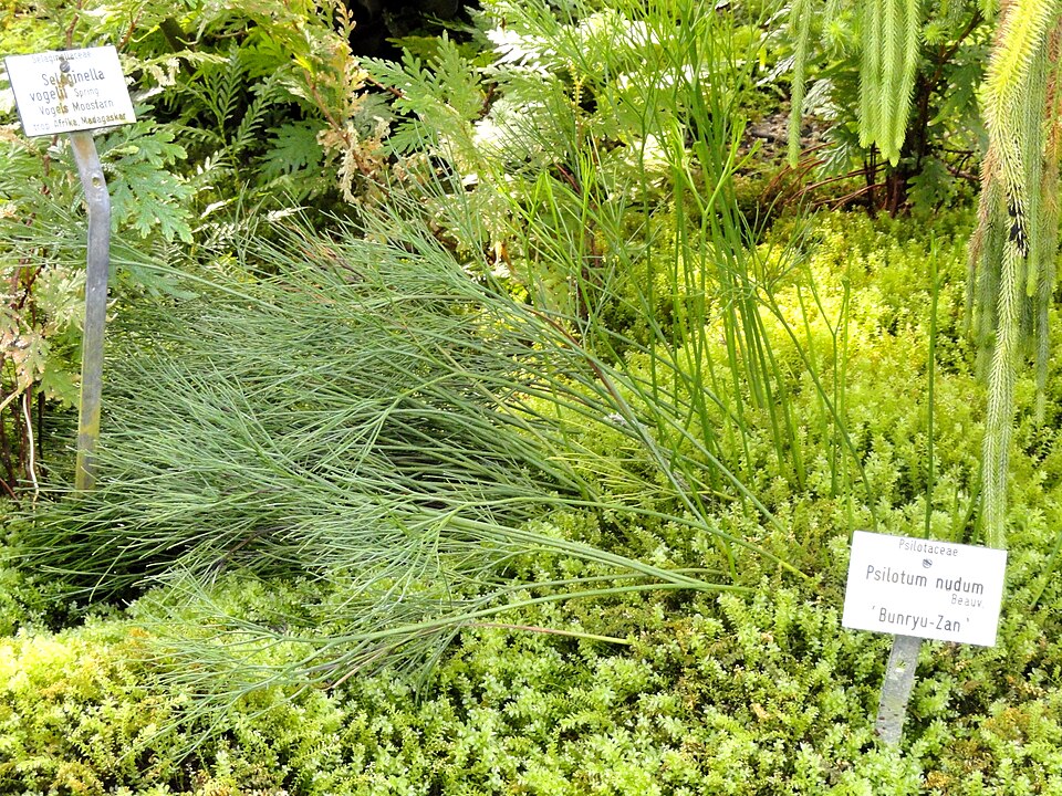 Psilotum nudum (skeleton fork fern) (alternate view 8)