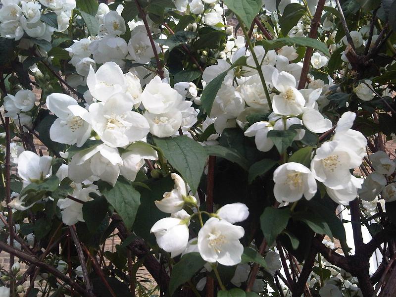 Philadelphus coronarius, Mock orange — upright deciduous (Hydrangeaceae) (image 4 of 9)
