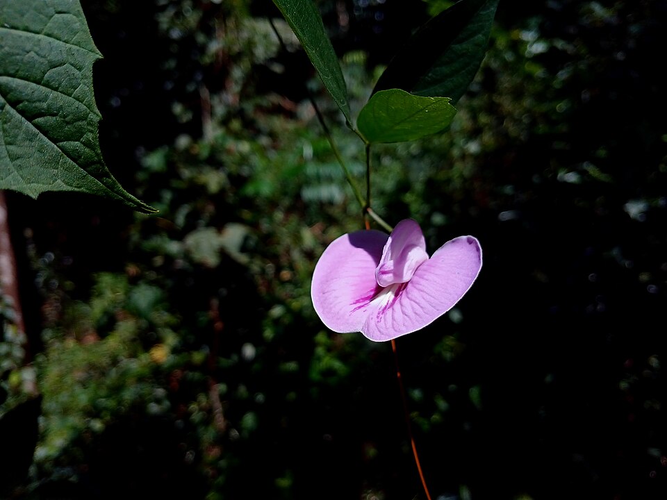 Centrosema (Butterfly Peas) (alternate view 6)
