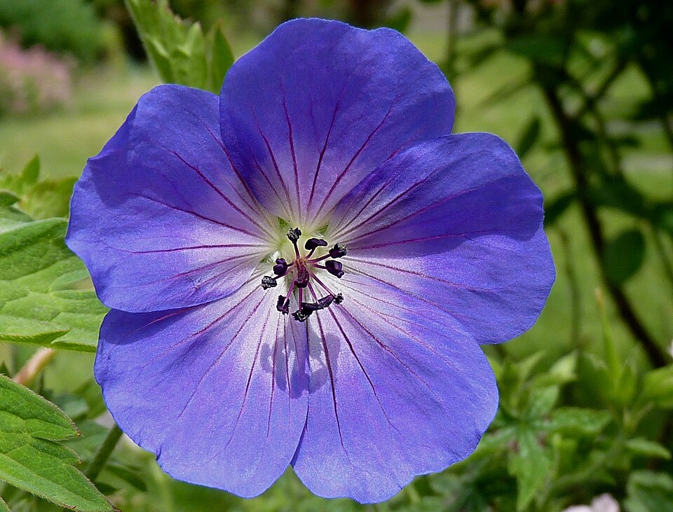 Geranium × 'Rozanne' (Rozanne Cranesbill)