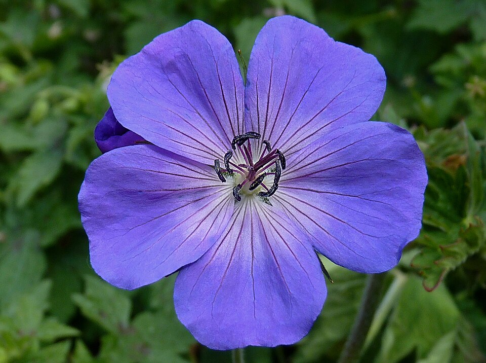 Geranium × 'Rozanne' (Rozanne Cranesbill) (alternate view 2)