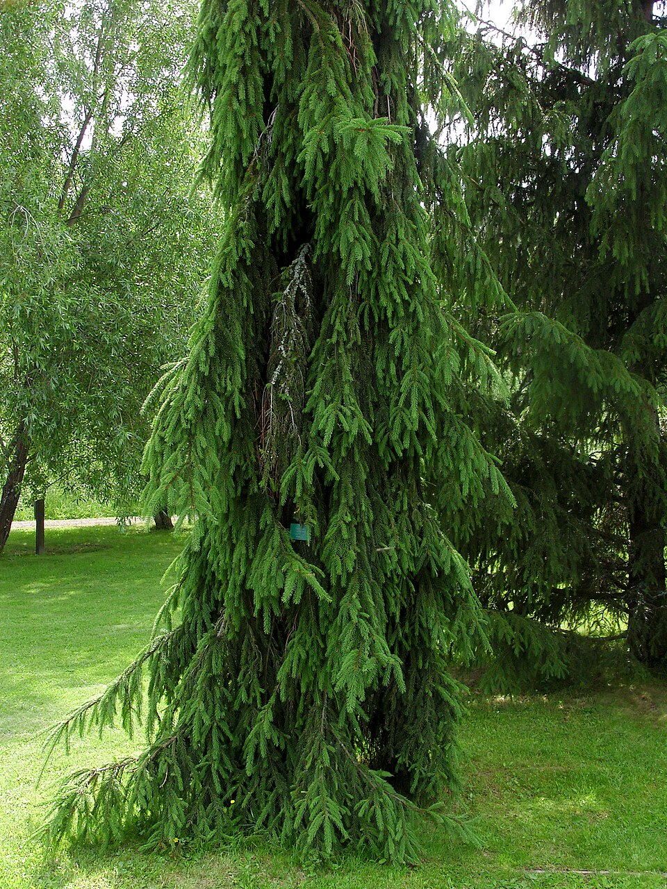 Picea abies 'Pendula' (Weeping Norway Spruce) (alternate view 3)