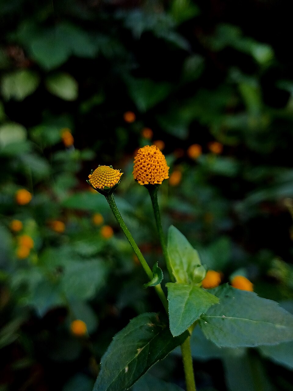Acmella (spotflowers)