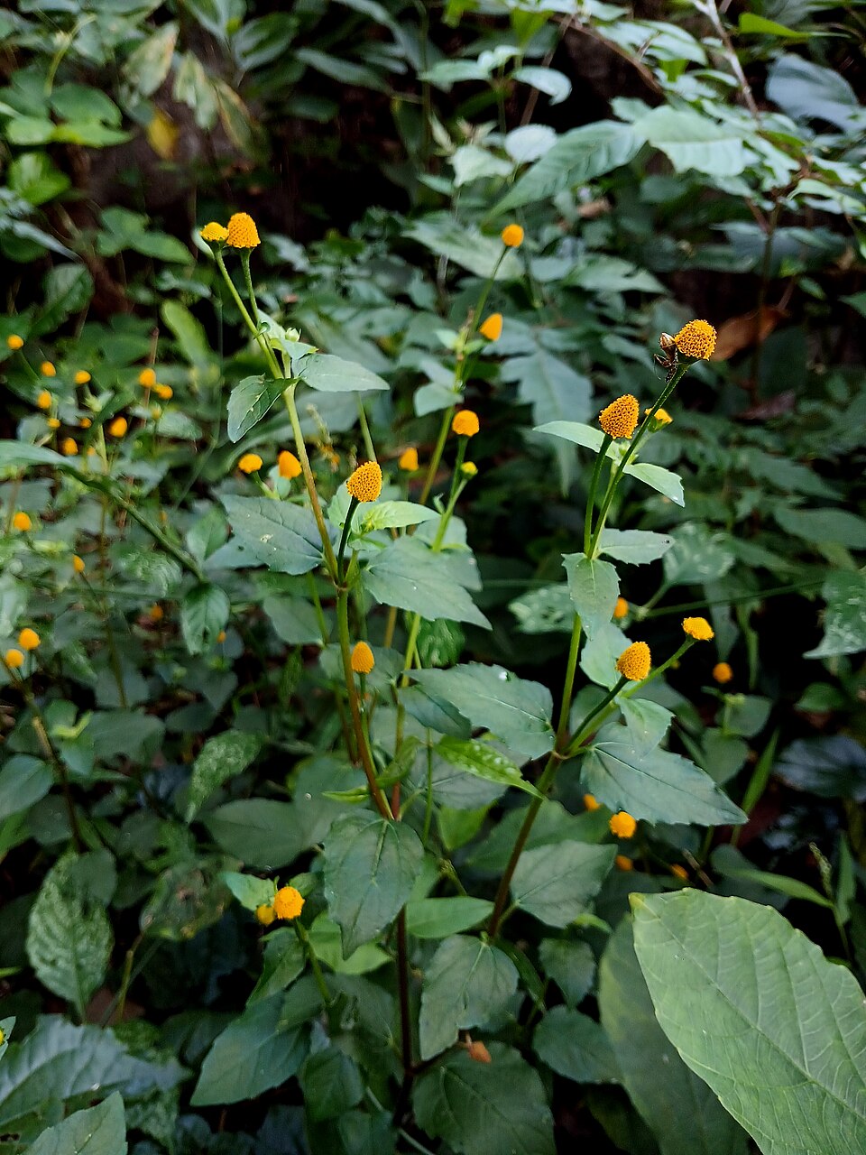 Acmella (spotflowers) (alternate view 2)