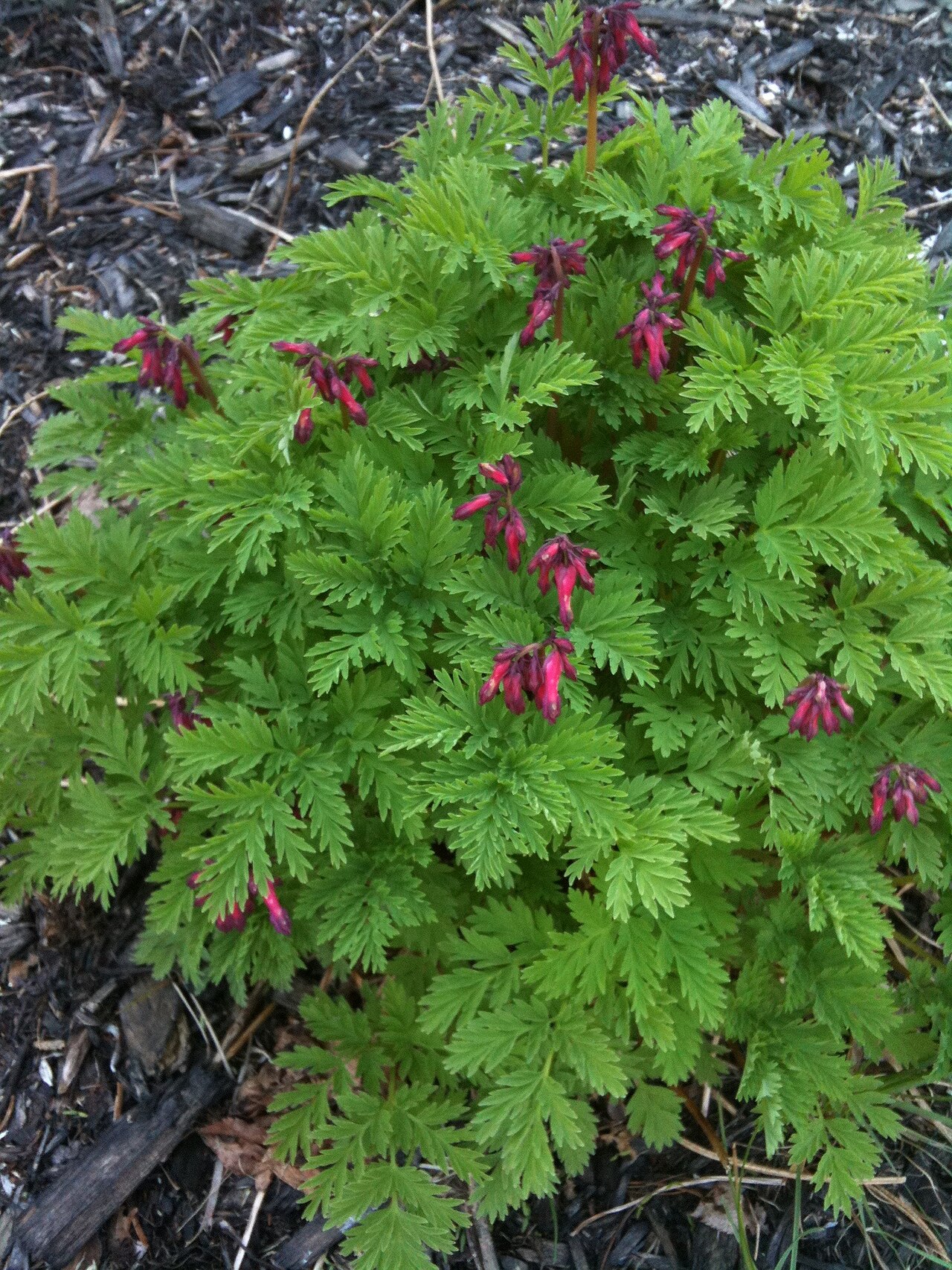 Dicentra eximia, Fringed bleeding heart — mounding deciduous (Papaveraceae) (image 5 of 10)