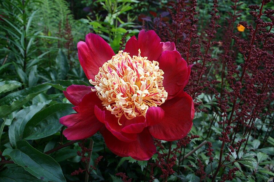 Paeonia lactiflora 'Sword Dance' (Sword Dance Peony) (alternate view 2)