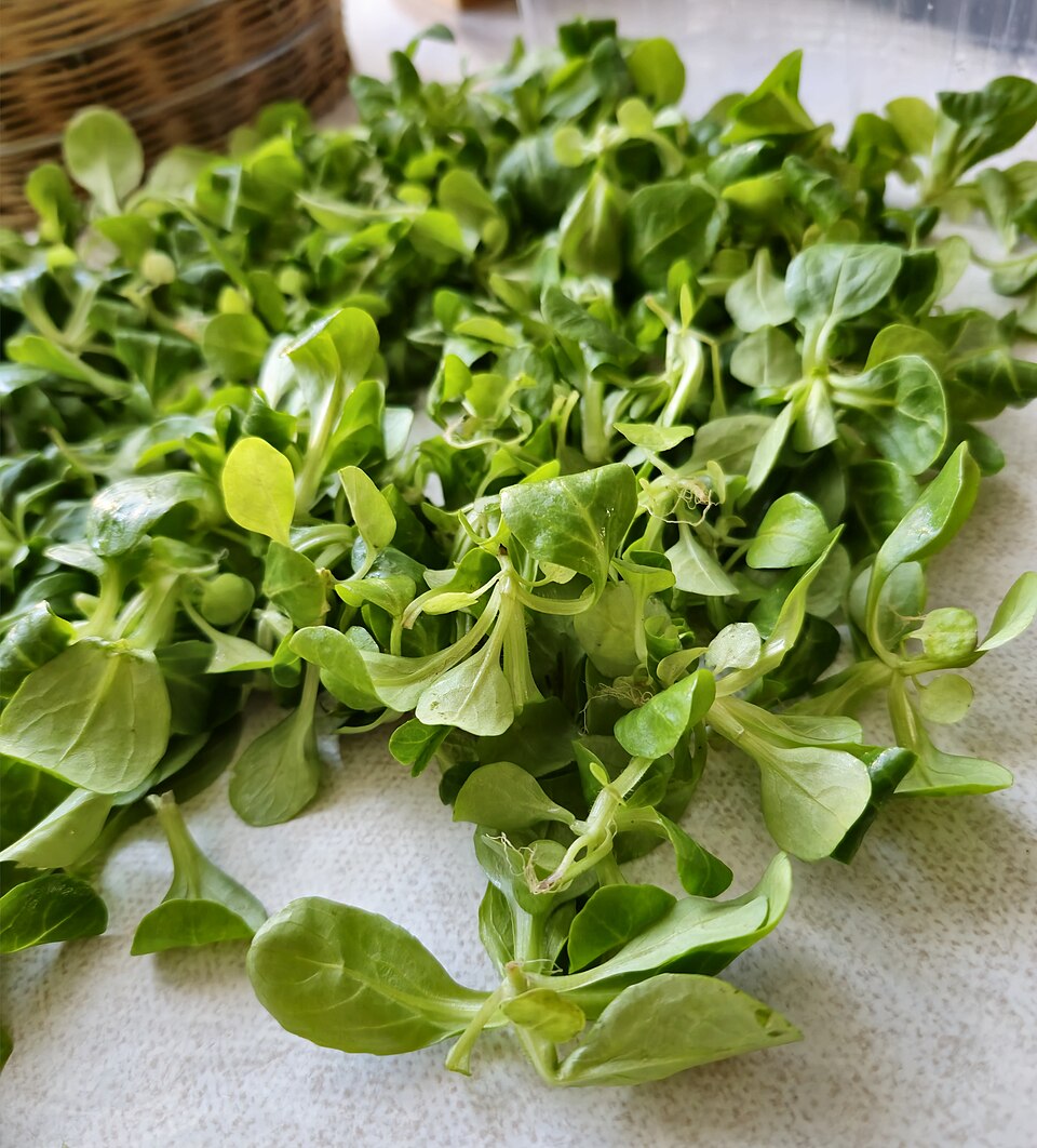 Valerianella (Cornsalads) (alternate view 6)