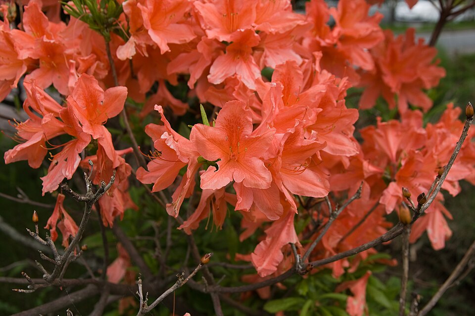 Rhododendron japonicum (Japanese azalea)