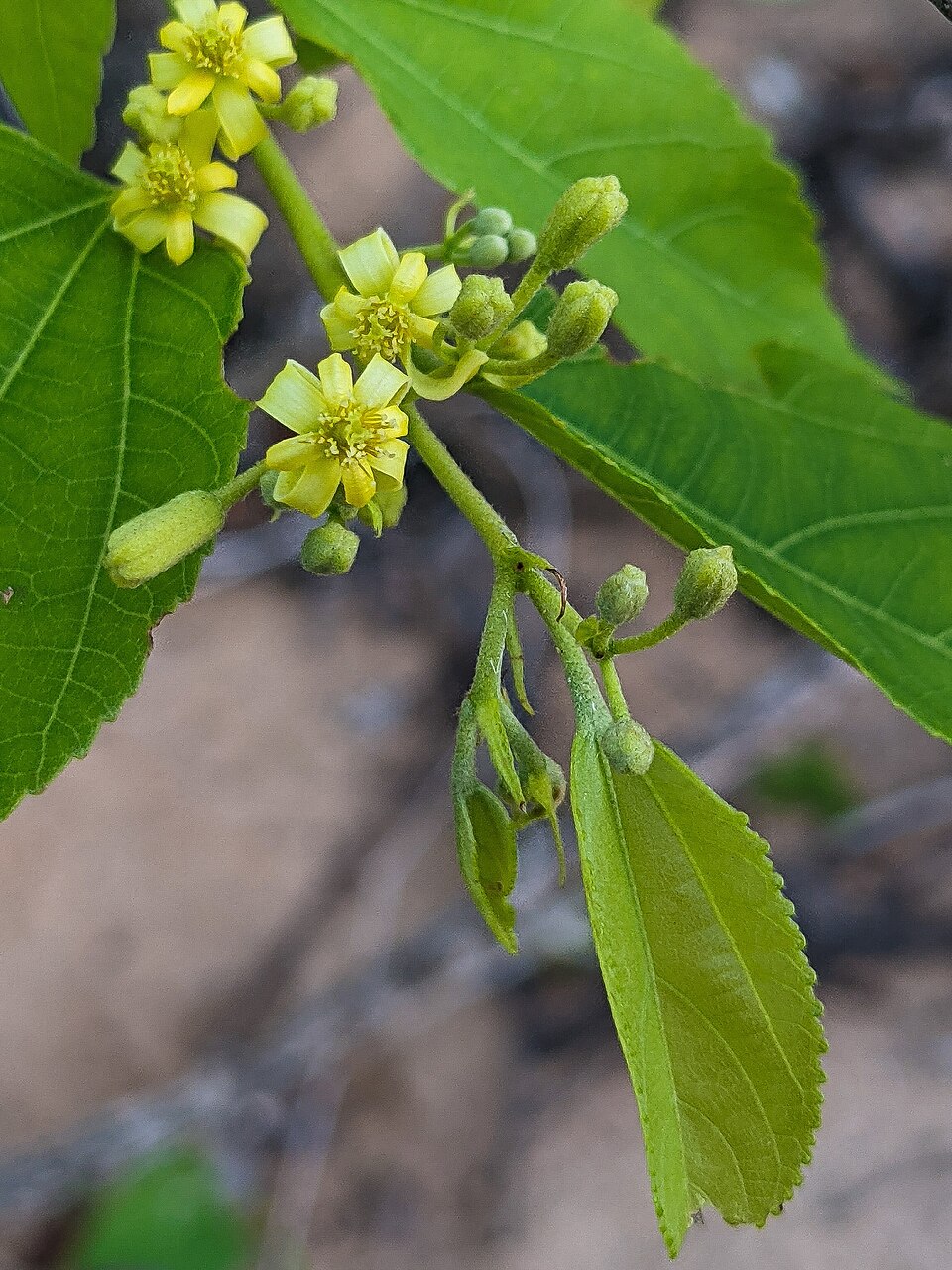 Grewia (Donkeyberries)