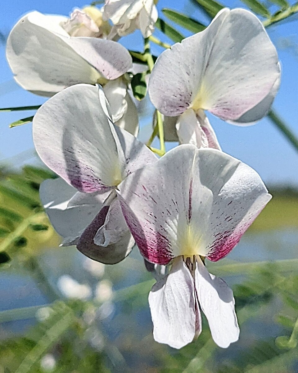 Sesbania (riverhemps)
