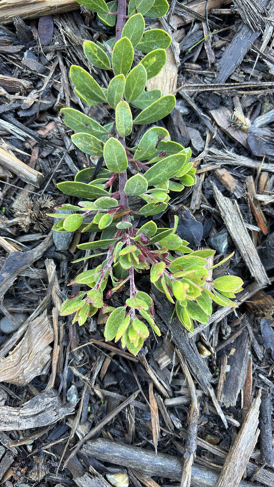Arctostaphylos hookeri (Mills Manzanita) (alternate view 7)