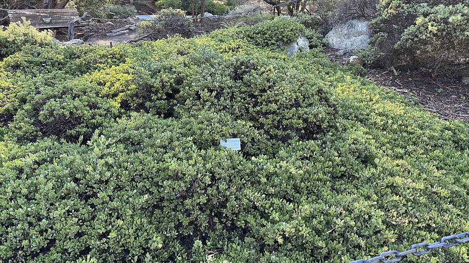 Arctostaphylos hookeri (Mills Manzanita) (alternate view 8)