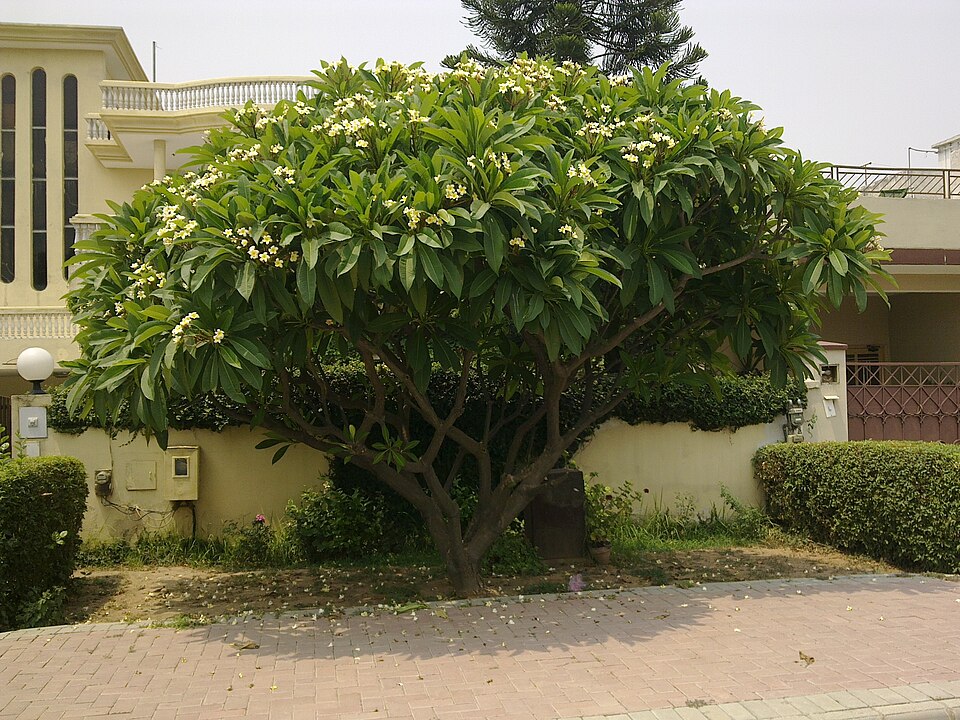 Plumeria rubra (Plumeria) (alternate view 3)