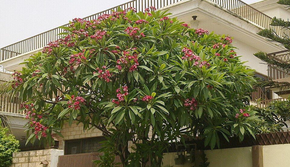 Plumeria rubra (Plumeria) (alternate view 4)