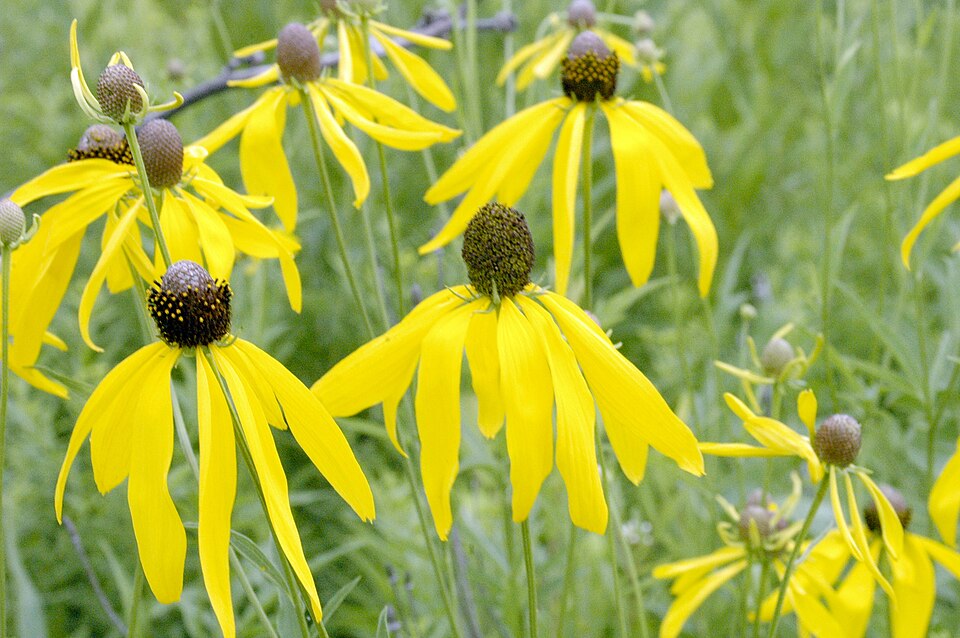 Ratibida pinnata (grey-headed coneflower) (alternate view 2)