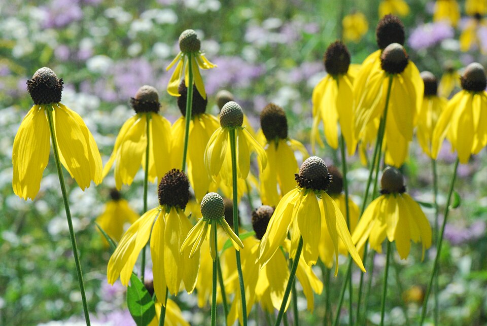 Ratibida pinnata (grey-headed coneflower) (alternate view 3)