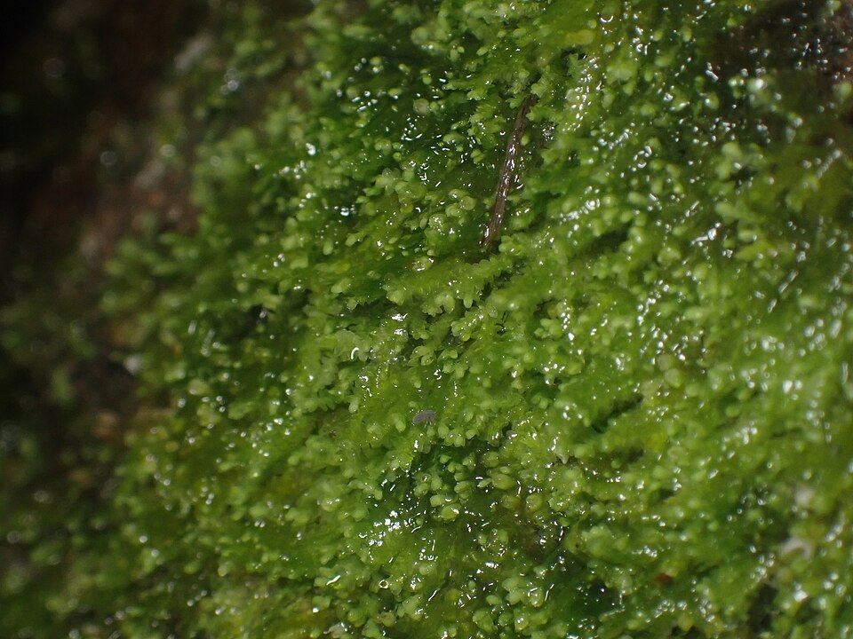 Frullania (Scaleworts) (alternate view 6)