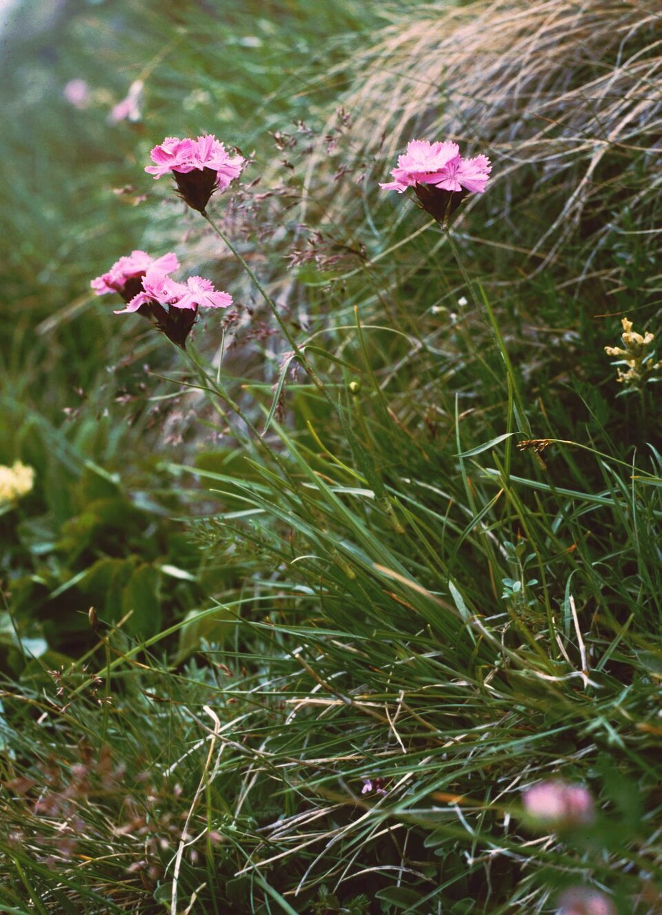 Dianthus carthusianorum (Carthusian Pink) (alternate view 6)