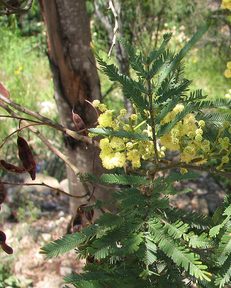 Acacia parramattensis (Parramatta Green Wattle) (alternate view 6)