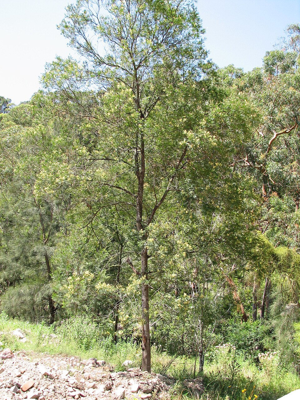 Acacia parramattensis (Parramatta Green Wattle) (alternate view 7)