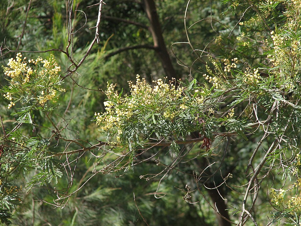 Acacia parramattensis (Parramatta Green Wattle) (alternate view 8)