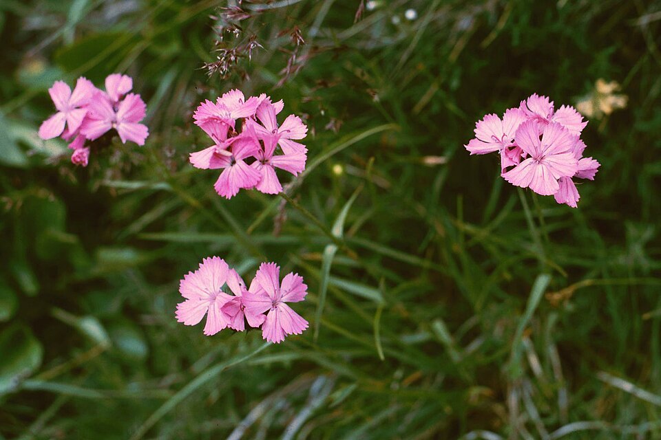 Dianthus carthusianorum (Carthusian Pink) (alternate view 7)