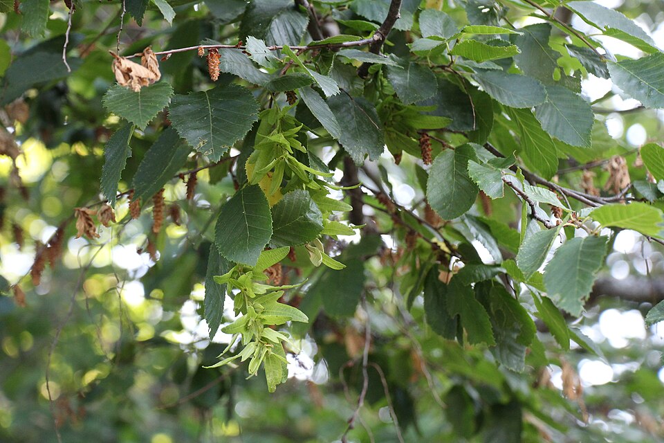 Carpinus (hornbeams) (alternate view 3)