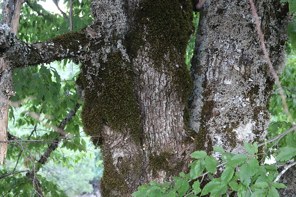 Carpinus (hornbeams) (alternate view 4)