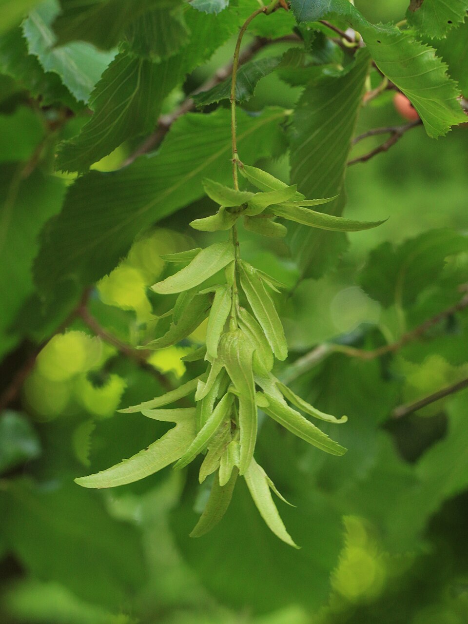 Carpinus (hornbeams) (alternate view 5)
