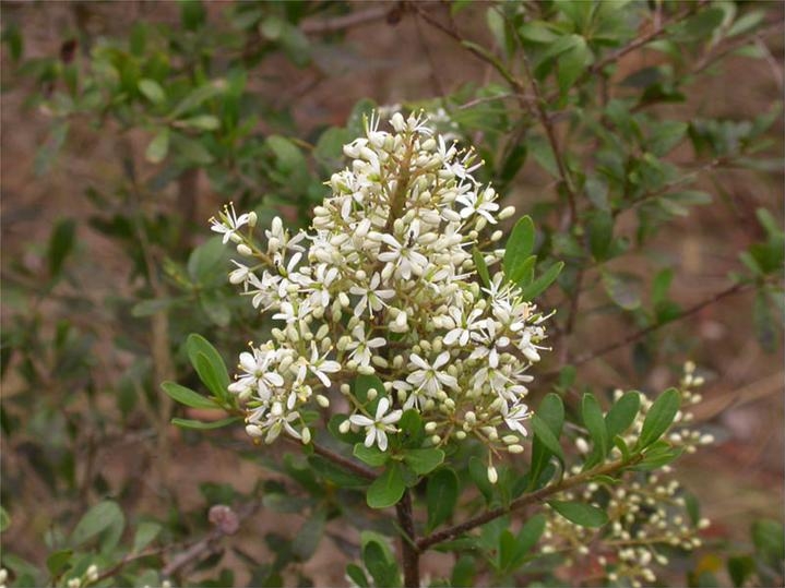 Bursaria spinosa (Australian Blackthorn) (alternate view 5)