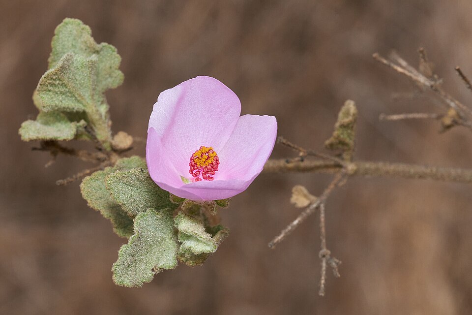 Malacothamnus (bushmallows)