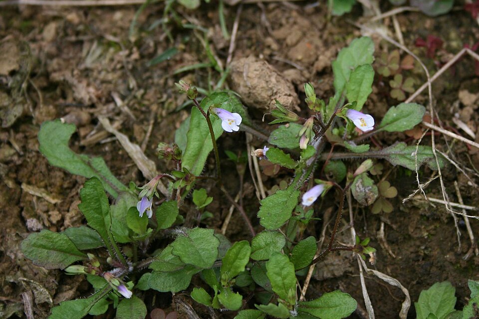 Mazus pumilus (Asian mazus) (alternate view 5)