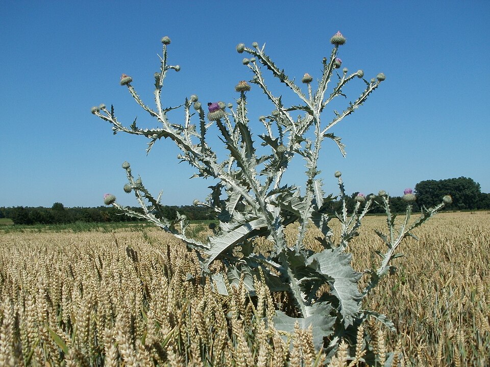 Onopordum acanthium (Scotch thistle) (alternate view 6)