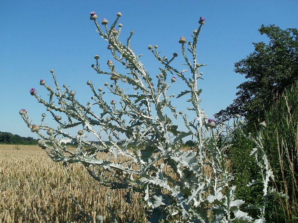 Onopordum acanthium (Scotch thistle) (alternate view 7)