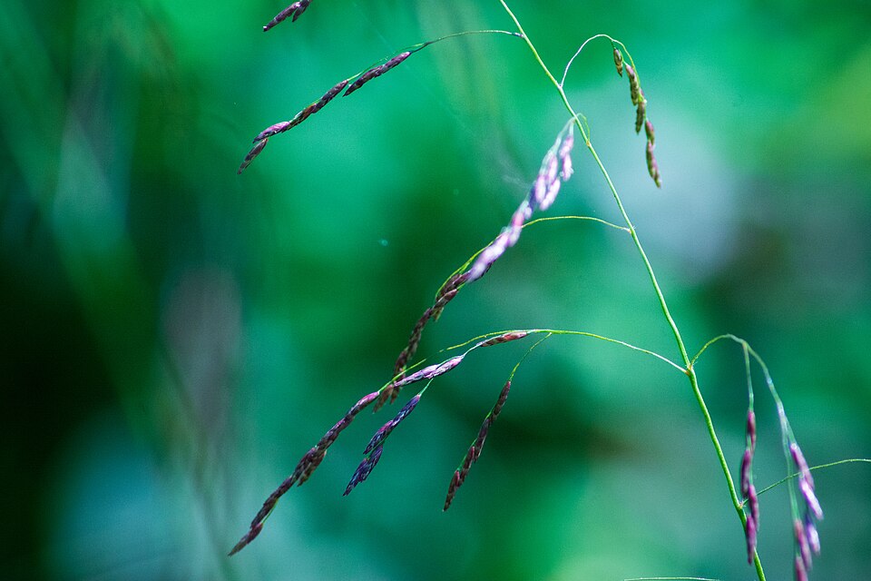 Tridens flavus (purpletop tridens) (alternate view 8)