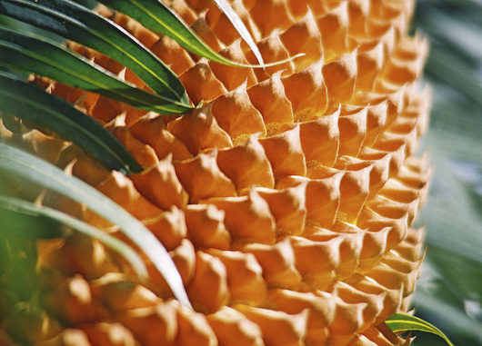 Cycas circinalis (queen sago) (alternate view 7)