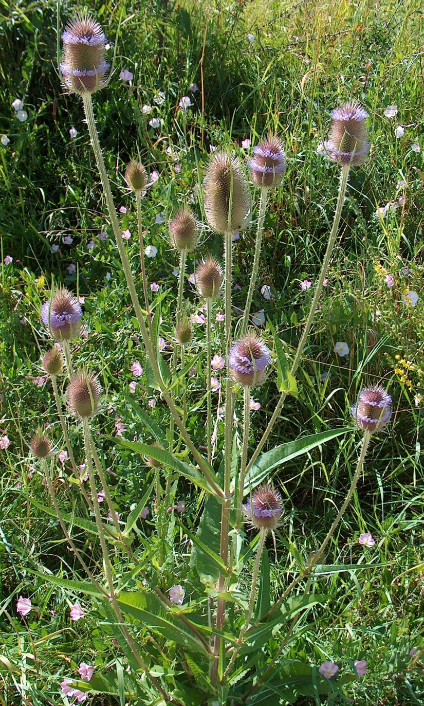 Dipsacus fullonum (common teasel) (alternate view 6)
