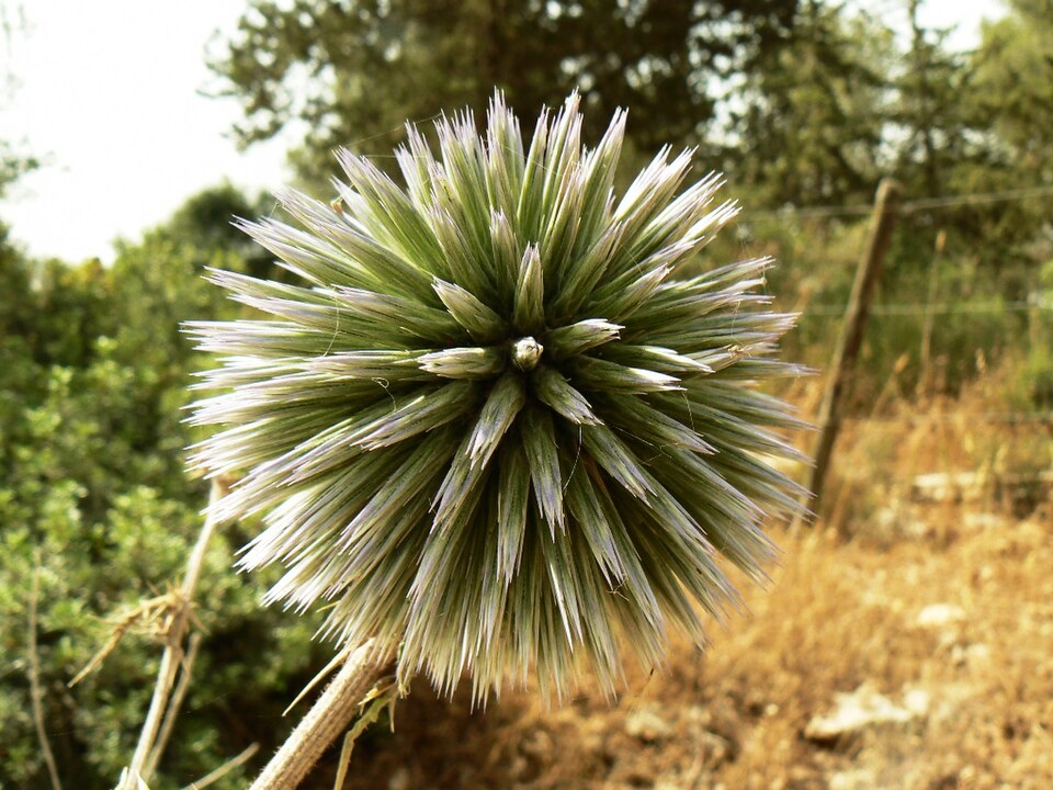 Echinops (Globe thistles)