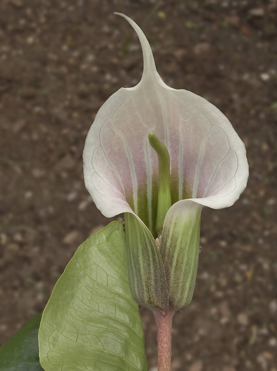 Arisaema candidissimum (White Jack-in-the-pulpit) (alternate view 6)