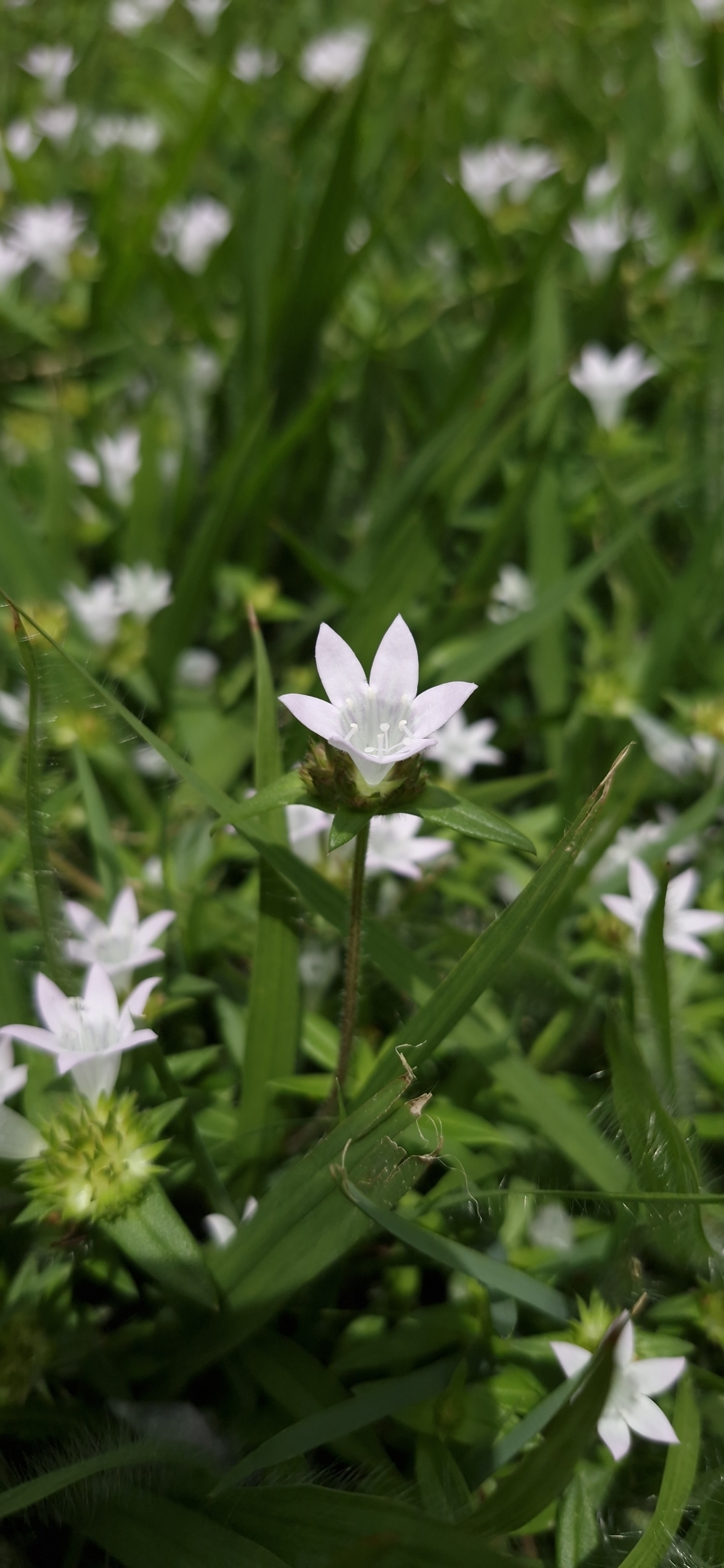 Richardia (Mexican clovers) (alternate view 4)