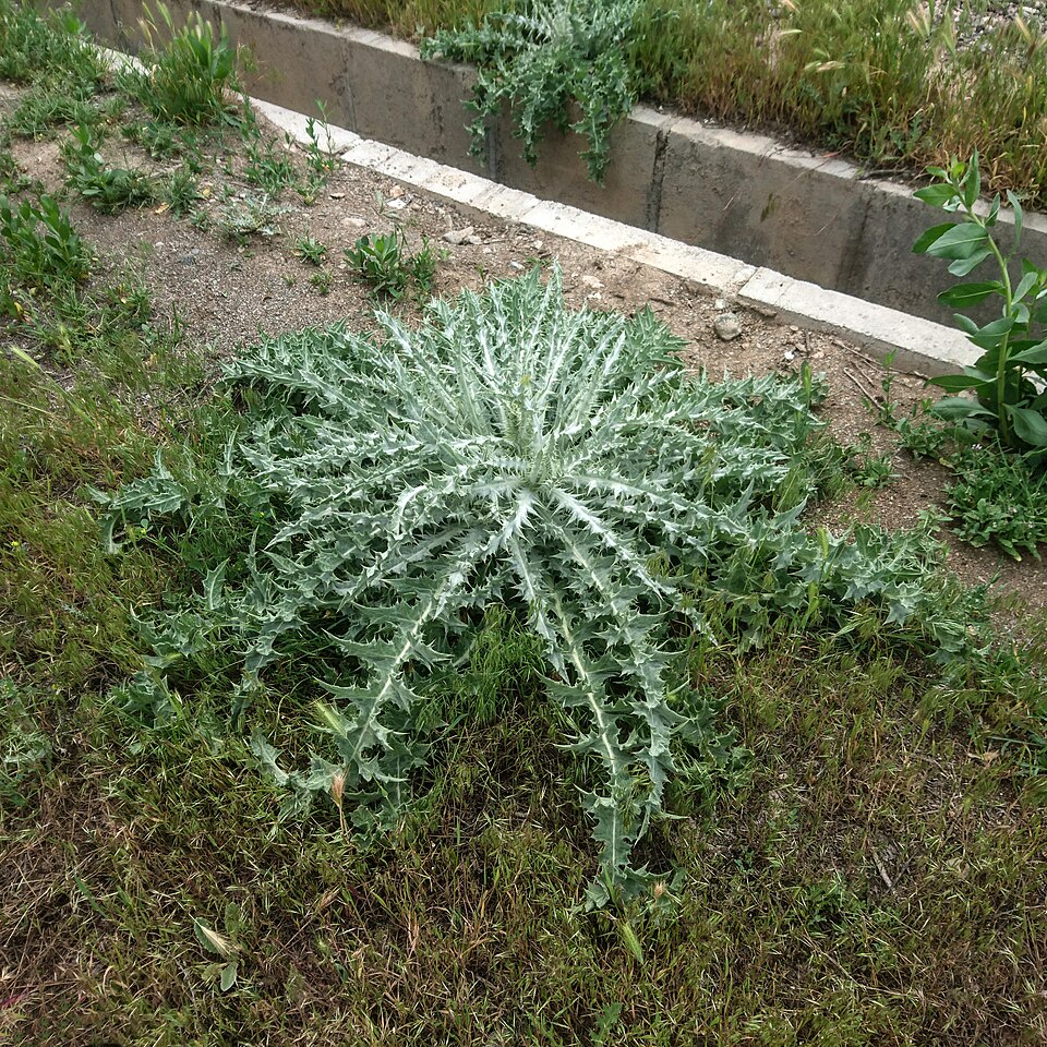 Onopordum (cotton thistles) (alternate view 4)