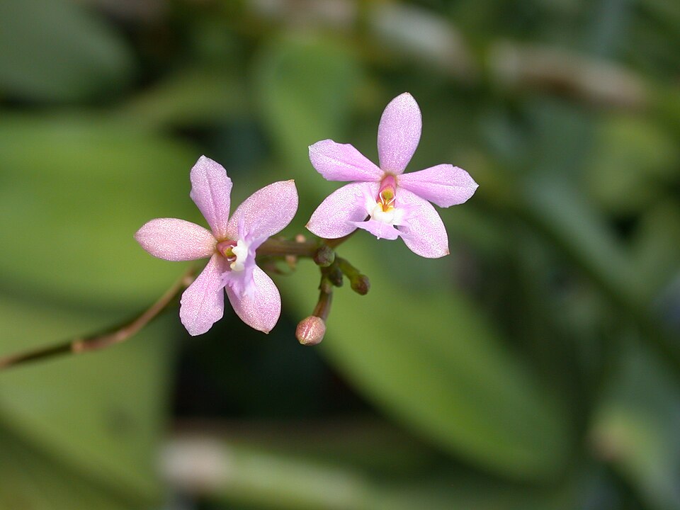 Epidendrum ibaguense (Reed Orchid) (alternate view 3)